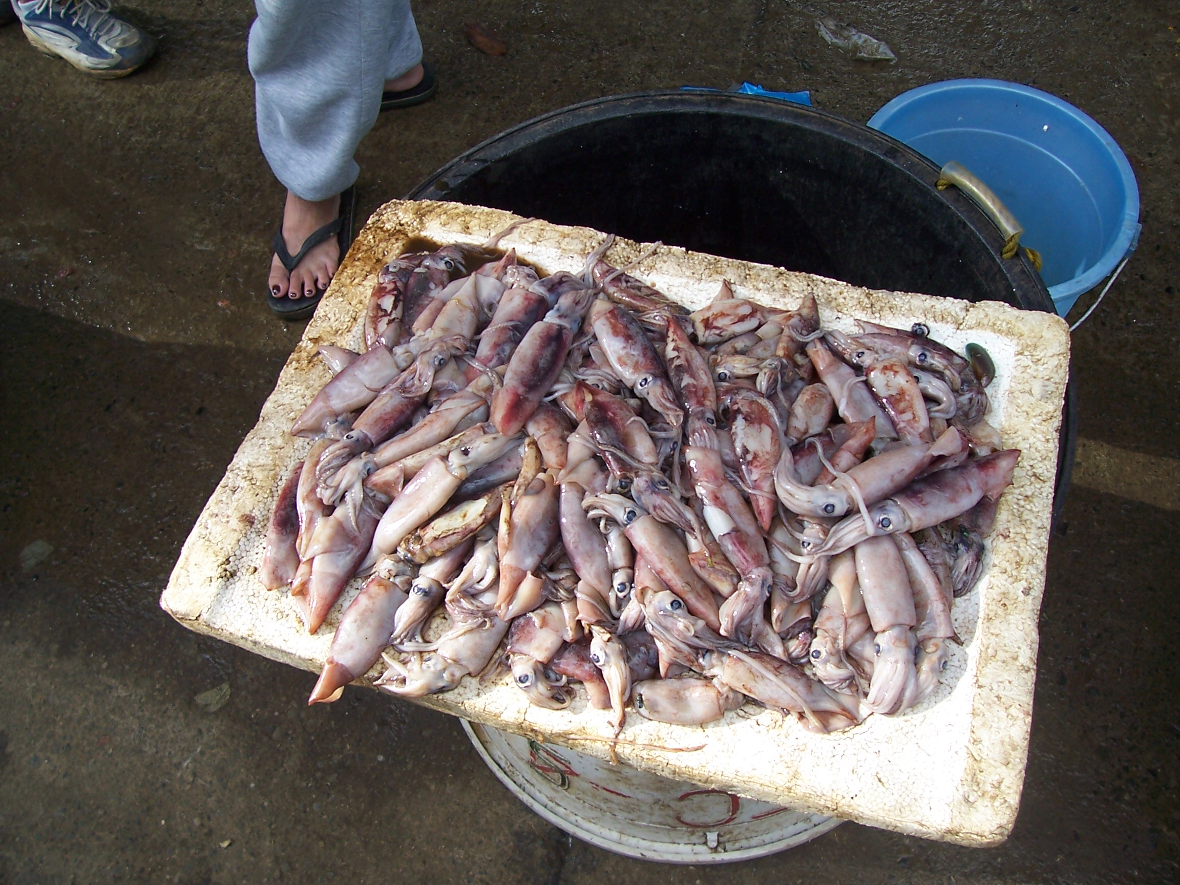 squids at the market